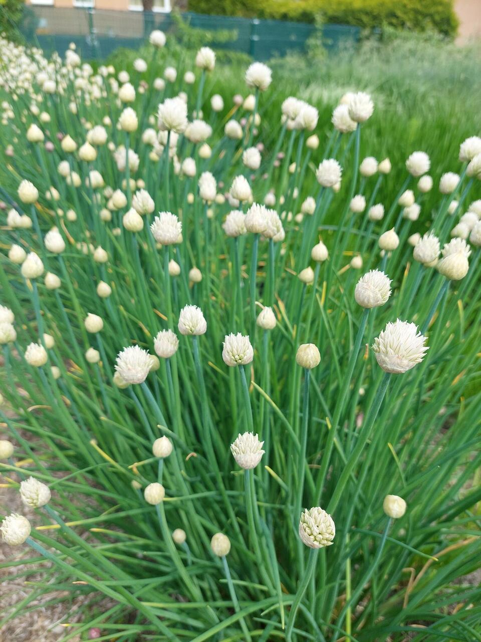 Murulauk Allium Schoenoprasum Alba Anu Aed